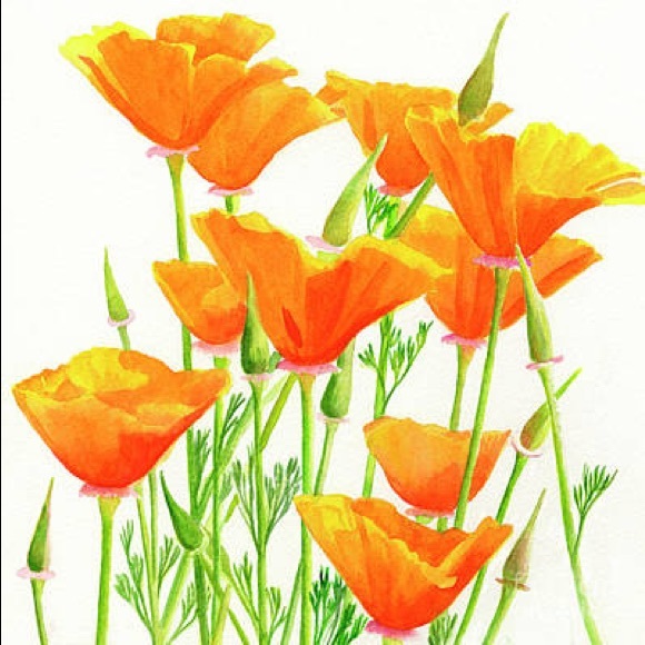 orangepoppyy